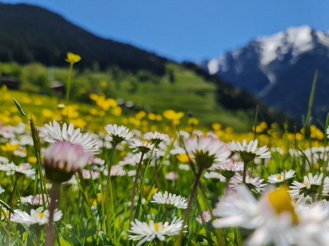 Kaçkar Dağları'nda endemik bitki türleri çiçek açtı 5