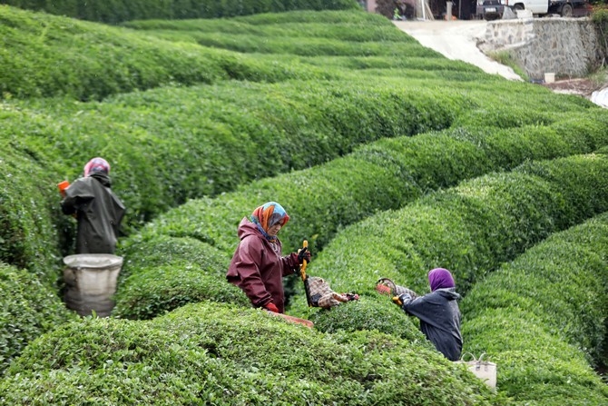Rize'de örnek çay bahçeleri turizme katkı sağlıyor 11