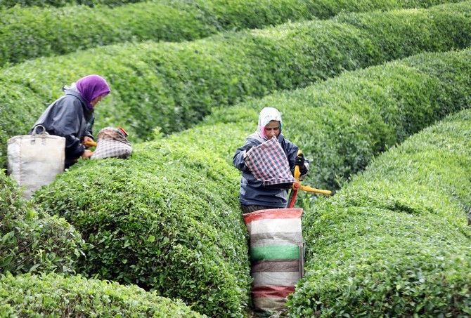 Rize'de örnek çay bahçeleri turizme katkı sağlıyor 12
