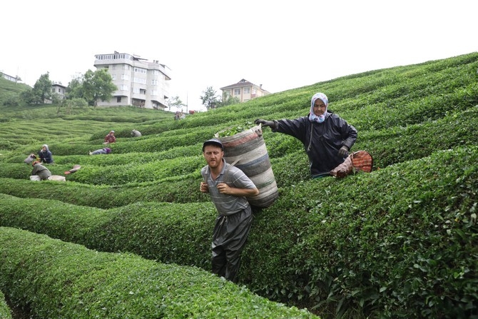 Rize'de örnek çay bahçeleri turizme katkı sağlıyor 14