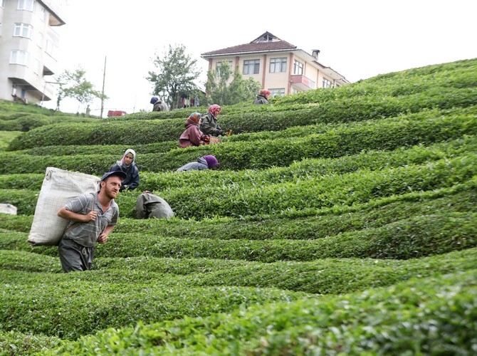 Rize'de örnek çay bahçeleri turizme katkı sağlıyor 15