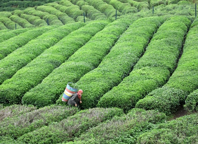 Rize'de örnek çay bahçeleri turizme katkı sağlıyor 19