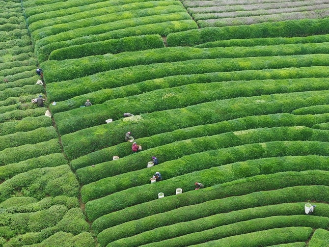 Rize'de örnek çay bahçeleri turizme katkı sağlıyor 20