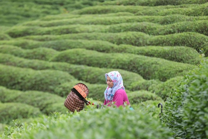 Rize'de örnek çay bahçeleri turizme katkı sağlıyor 4