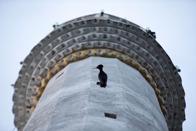 Nadir görülen "kara ağaçkakan" 4 yıldır Rize'de cami mina 1