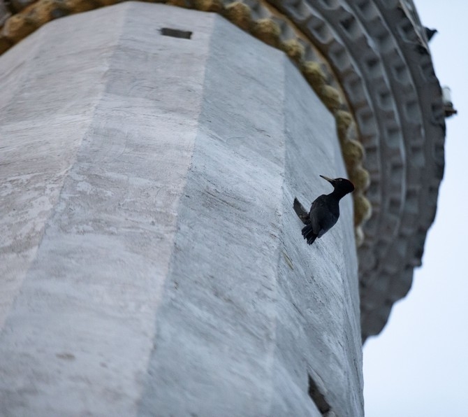 Nadir görülen "kara ağaçkakan" 4 yıldır Rize'de cami mina 2