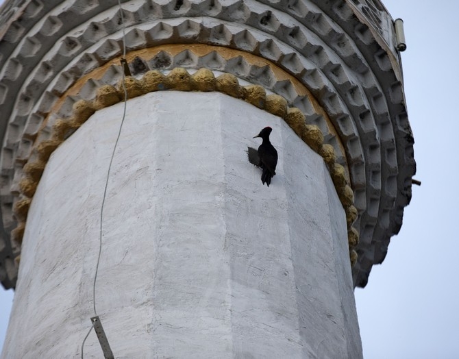 Nadir görülen "kara ağaçkakan" 4 yıldır Rize'de cami mina 3