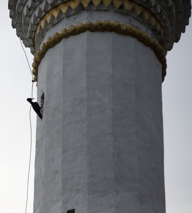 Nadir görülen "kara ağaçkakan" 4 yıldır Rize'de cami mina 5
