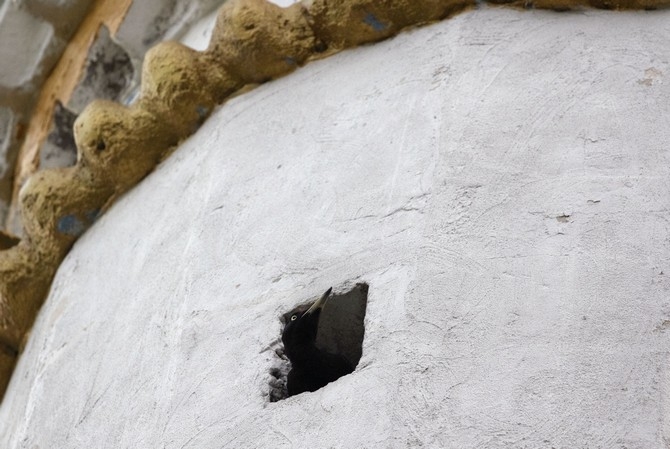 Nadir görülen "kara ağaçkakan" 4 yıldır Rize'de cami mina 6