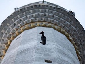 Nadir görülen "kara ağaçkakan" 4 yıldır Rize'de cami mina