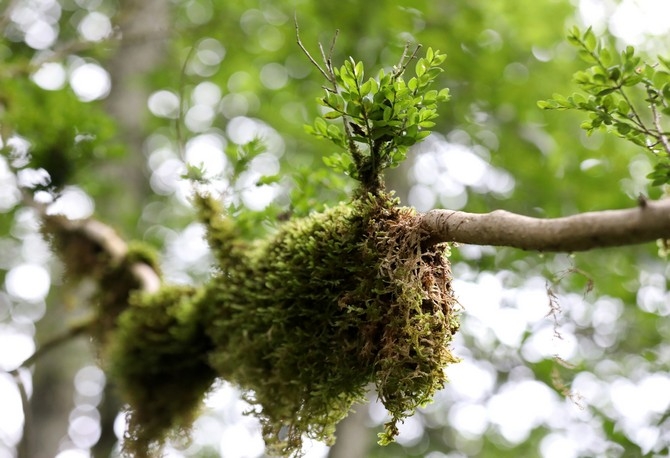 Kaçkarların yok olma tehlikesi yaşayan şimşir ağaçları 10 yıl aradan son 11