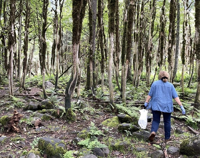 Kaçkarların yok olma tehlikesi yaşayan şimşir ağaçları 10 yıl aradan son 15