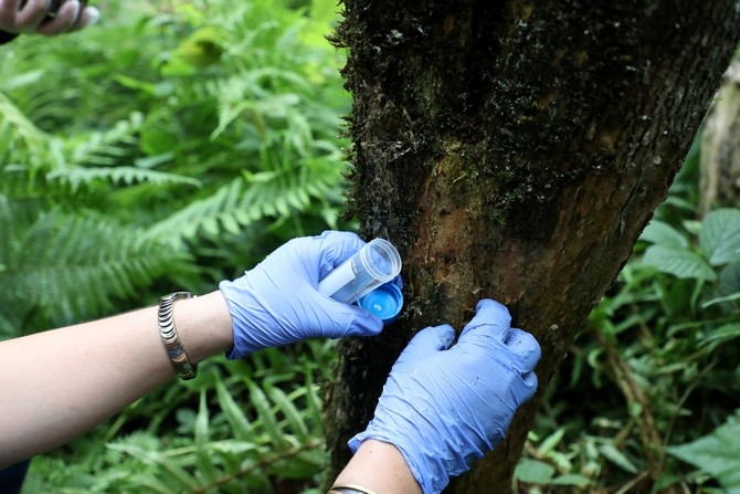 Kaçkarların yok olma tehlikesi yaşayan şimşir ağaçları 10 yıl aradan son 7