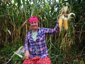 Karadeniz kadınının tarladan sofraya "mısır unu" mesaisi
