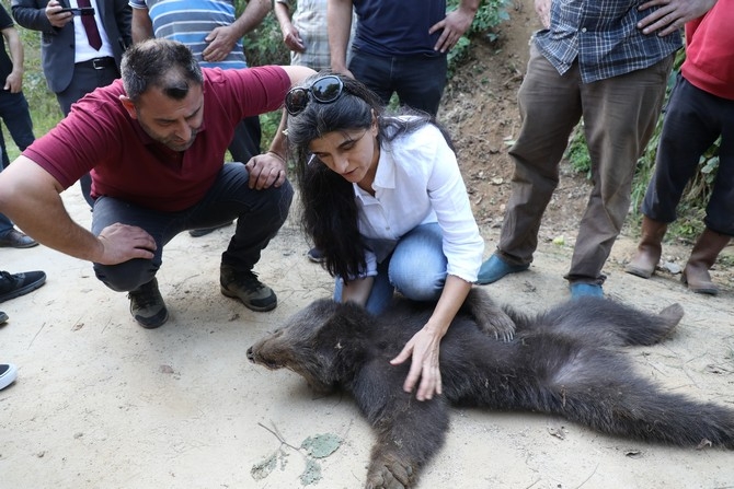 Rize'de domuzlara karşı kurulan tuzağa takılan yavru ayı kurtarıldı 10