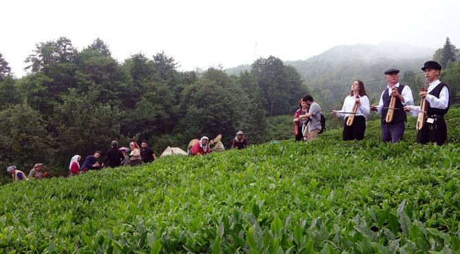 Giresun’da kemençe ve horon eşliğinde çay hasat şenliği yapıldı 10