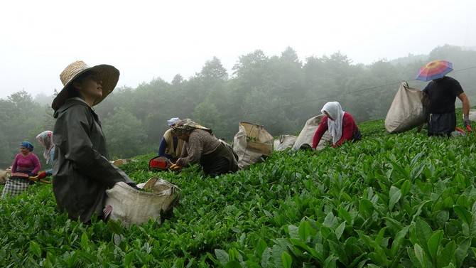 Giresun’da kemençe ve horon eşliğinde çay hasat şenliği yapıldı 12