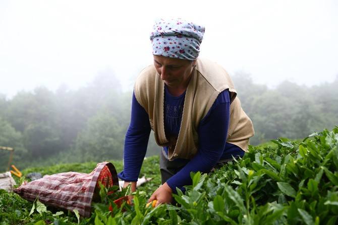 Giresun’da kemençe ve horon eşliğinde çay hasat şenliği yapıldı 17