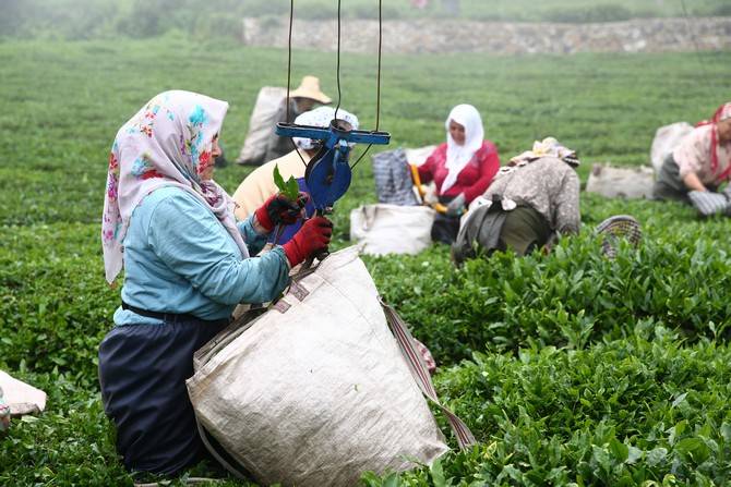 Giresun’da kemençe ve horon eşliğinde çay hasat şenliği yapıldı 19