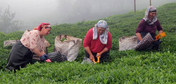 Giresun’da kemençe ve horon eşliğinde çay hasat şenliği yapıldı 2