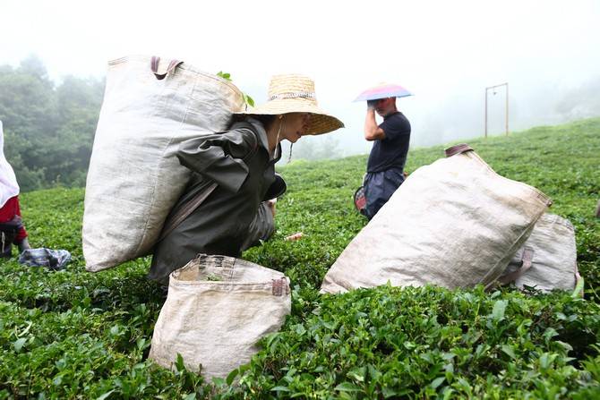 Giresun’da kemençe ve horon eşliğinde çay hasat şenliği yapıldı 20