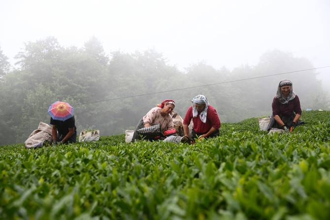 Giresun’da kemençe ve horon eşliğinde çay hasat şenliği yapıldı 21