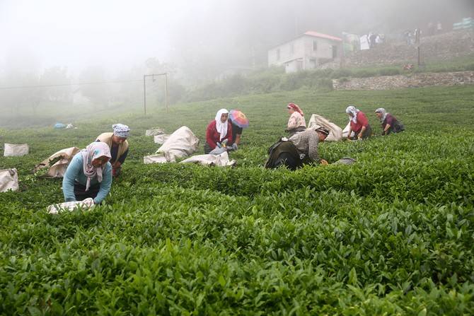 Giresun’da kemençe ve horon eşliğinde çay hasat şenliği yapıldı 22