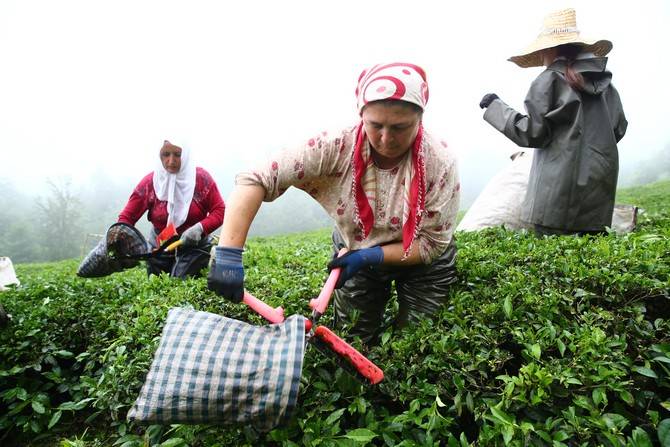 Giresun’da kemençe ve horon eşliğinde çay hasat şenliği yapıldı 23