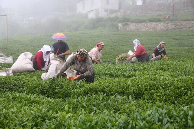 Giresun’da kemençe ve horon eşliğinde çay hasat şenliği yapıldı 24