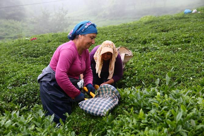 Giresun’da kemençe ve horon eşliğinde çay hasat şenliği yapıldı 25