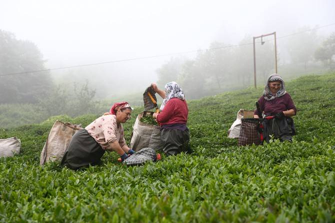 Giresun’da kemençe ve horon eşliğinde çay hasat şenliği yapıldı 26