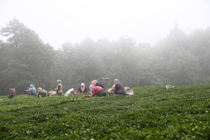 Giresun’da kemençe ve horon eşliğinde çay hasat şenliği yapıldı 27