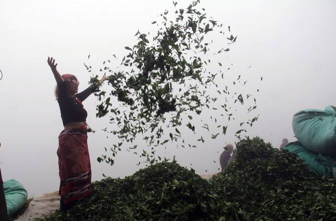 Giresun’da kemençe ve horon eşliğinde çay hasat şenliği yapıldı 3