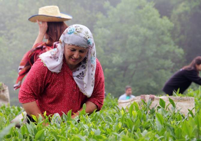 Giresun’da kemençe ve horon eşliğinde çay hasat şenliği yapıldı 4