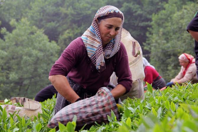 Giresun’da kemençe ve horon eşliğinde çay hasat şenliği yapıldı 5