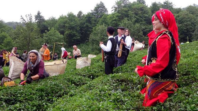 Giresun’da kemençe ve horon eşliğinde çay hasat şenliği yapıldı 9