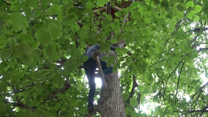 Rizeli öğretmenin ağaca yaptığı eve ancak ağaca tırmanabilenler çıkabiliyor 11