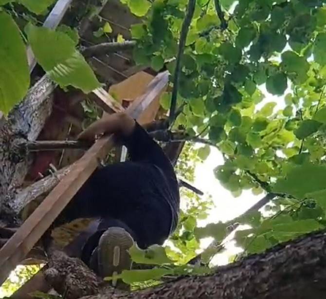 Rizeli öğretmenin ağaca yaptığı eve ancak ağaca tırmanabilenler çıkabiliyor 12