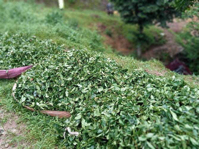 Çay toplamaya gidenleri taşıyan kamyonet şarampole uçtu 3 yaralı 1