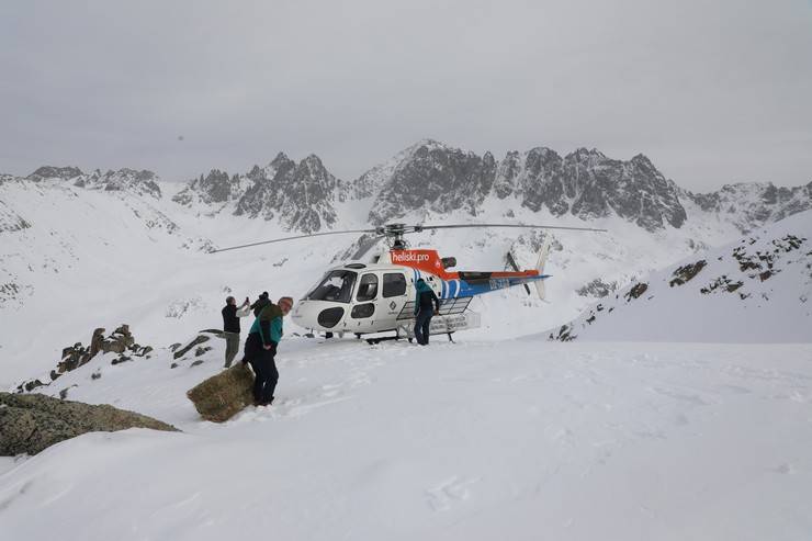 Çengel boynuzlu dağ keçileri için Kaçkarlar'a helikopterle yem taşındı 4