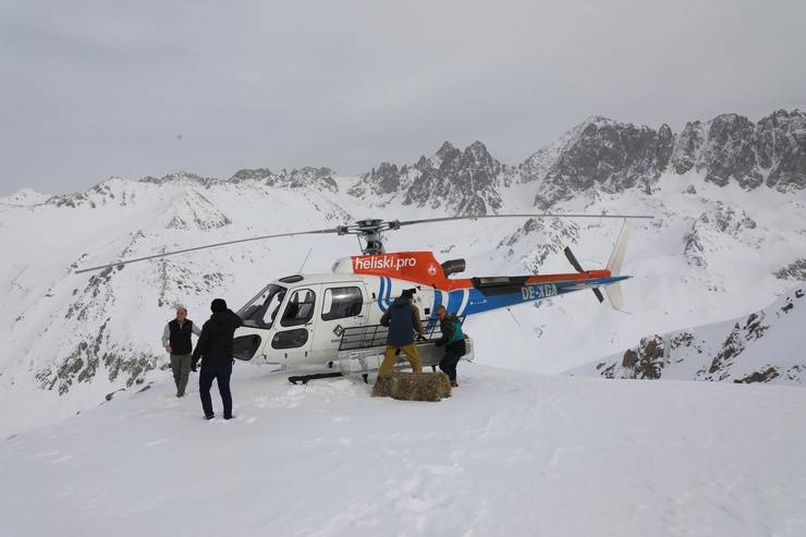 Çengel boynuzlu dağ keçileri için Kaçkarlar'a helikopterle yem taşındı 5