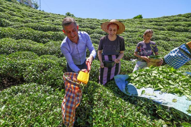 CHP Genel Başkanı Özgür Özel, Rize'de çay hasadı yaptı 18