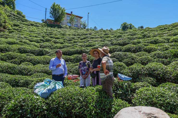 CHP Genel Başkanı Özgür Özel, Rize'de çay hasadı yaptı 22