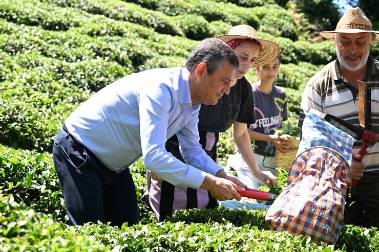 CHP Genel Başkanı Özgür Özel, Rize'de çay hasadı yaptı 26