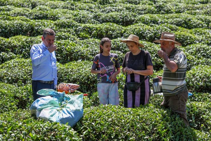 CHP Genel Başkanı Özgür Özel, Rize'de çay hasadı yaptı 30