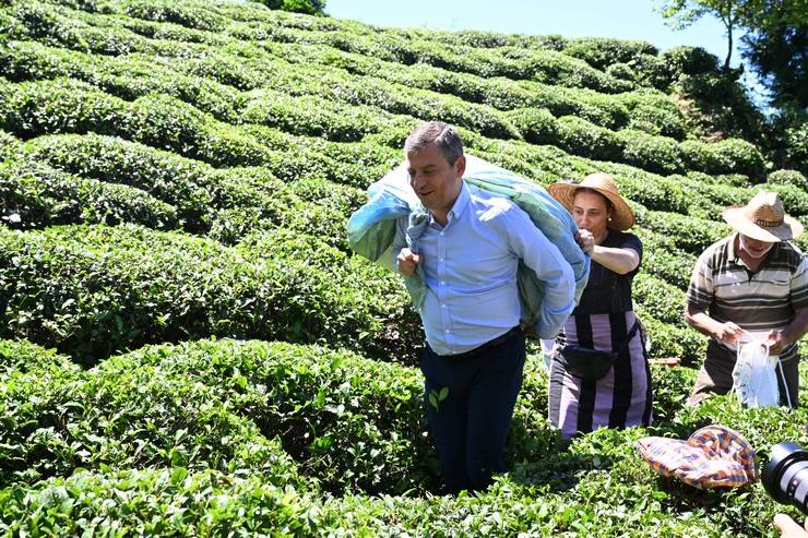 CHP Genel Başkanı Özgür Özel, Rize'de çay hasadı yaptı 33