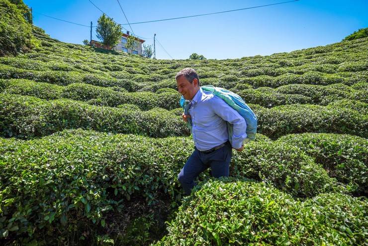 CHP Genel Başkanı Özgür Özel, Rize'de çay hasadı yaptı 6