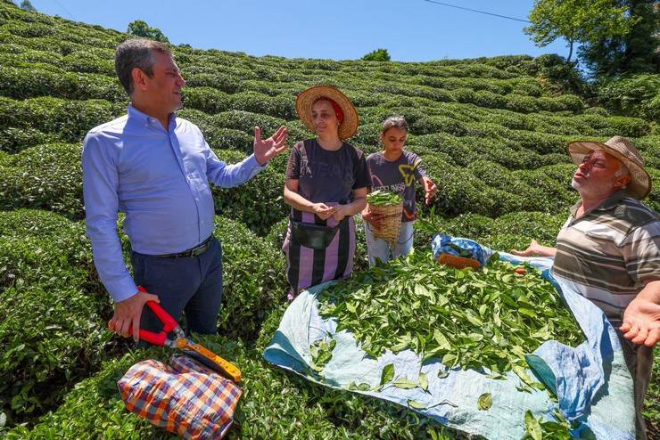 CHP Genel Başkanı Özgür Özel, Rize'de çay hasadı yaptı 8