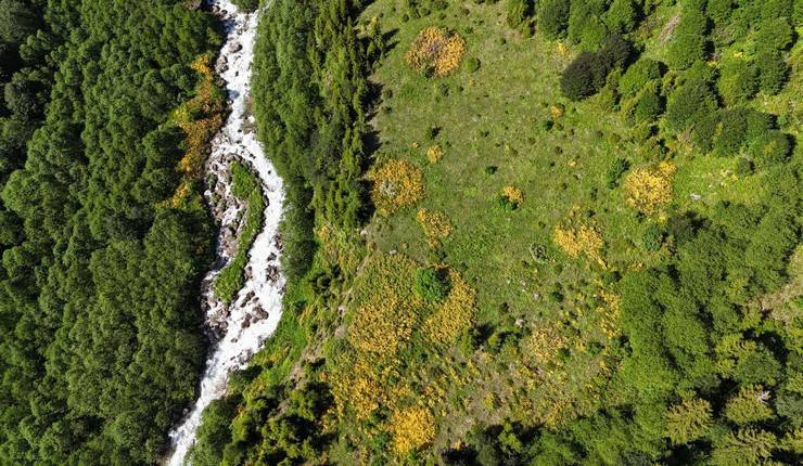 Kaçkar Dağları'nda endemik bitki türleri çiçek açtı 13