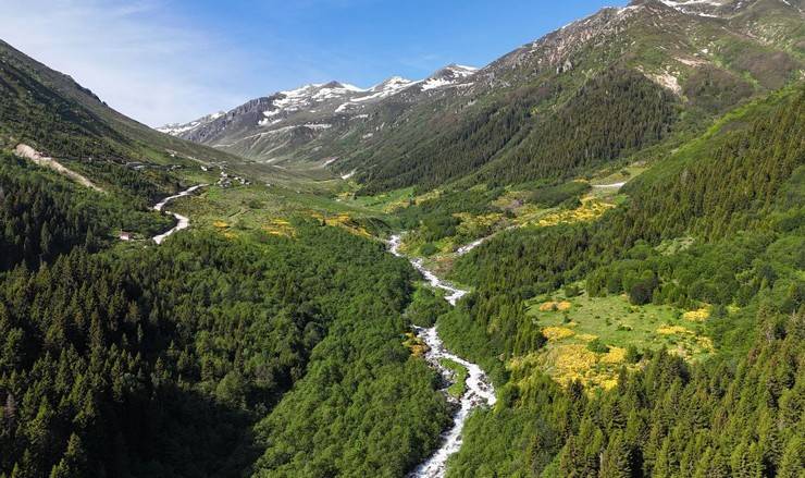 Kaçkar Dağları'nda endemik bitki türleri çiçek açtı 8